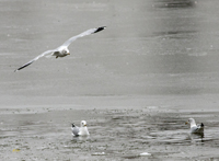 Ring Billed Gulls 6266